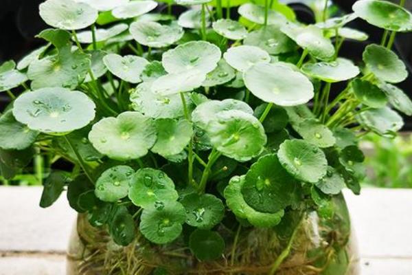 哪些植物适合水养，包含豆瓣绿、铜钱草等品种