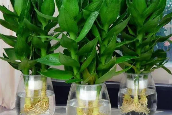 哪些植物适合水养，包含豆瓣绿、铜钱草等品种