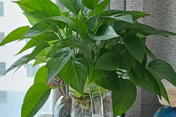 哪些植物适合水养，包含豆瓣绿、铜钱草等品种