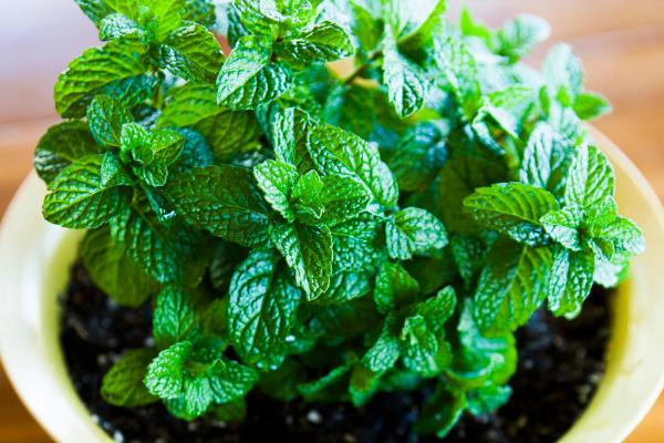 哪些植物适合水养，包含豆瓣绿、铜钱草等品种