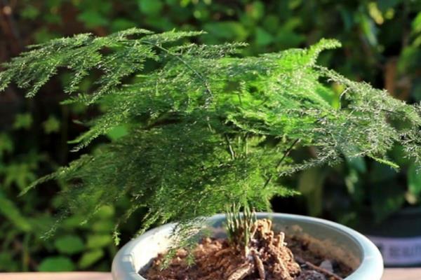 哪些植物适合水养，包含豆瓣绿、铜钱草等品种