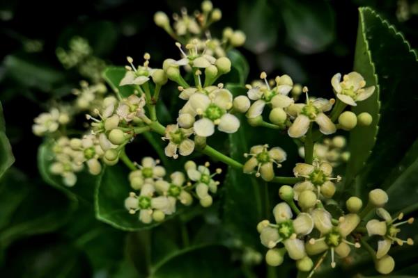 冬青的花语,寓意朴素正直、生机勃勃等