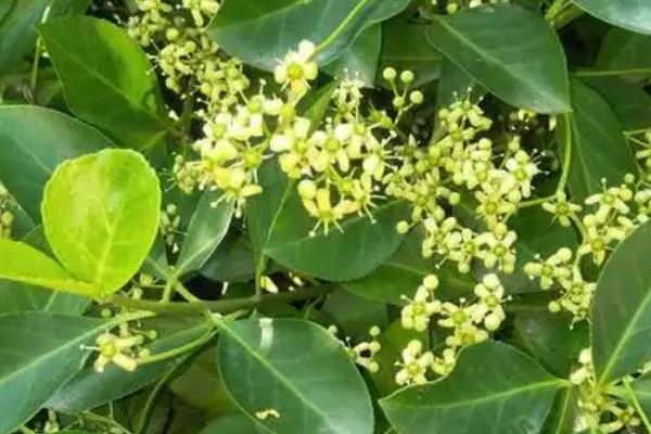 冬青的花语,寓意朴素正直、生机勃勃等