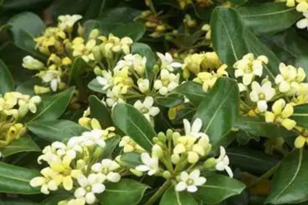 冬青的花语,寓意朴素正直、生机勃勃等