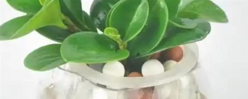 哪些植物适合水养，包含豆瓣绿、铜钱草等品种
