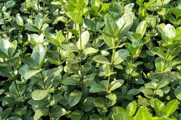 冬青的花语,寓意朴素正直、生机勃勃等