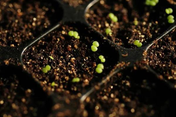 种子发芽后徒长如何处理，采取增加光照、减少浇水等措施可以补救