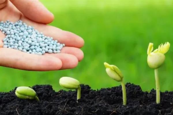 种子发芽后徒长如何处理，采取增加光照、减少浇水等措施可以补救