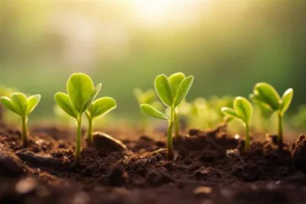 种子发芽后徒长如何处理，采取增加光照、减少浇水等措施可以补救