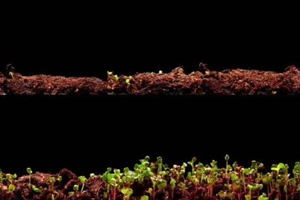 种子发芽后徒长如何处理，采取增加光照、减少浇水等措施可以补救