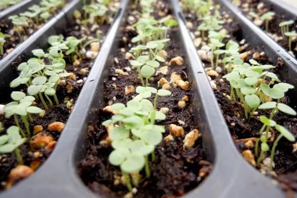 种子发芽后徒长如何处理，采取增加光照、减少浇水等措施可以补救