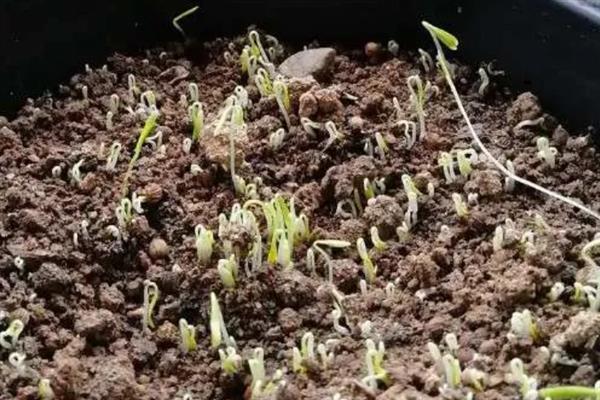 种子发芽后徒长如何处理，采取增加光照、减少浇水等措施可以补救