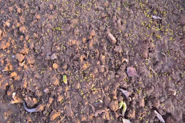 种子发芽后徒长如何处理，采取增加光照、减少浇水等措施可以补救