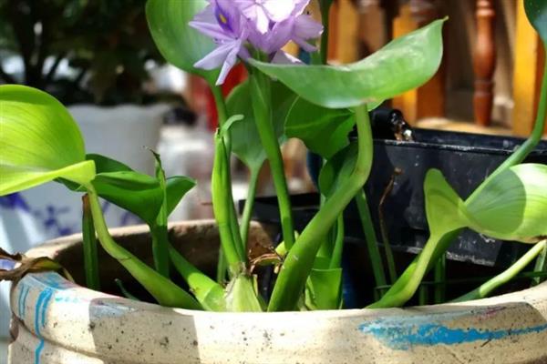 清香木的养殖方法，不需要太勤的浇水