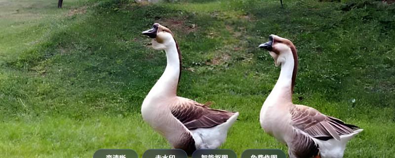 鹅头上的包是什么，叫肉瘤