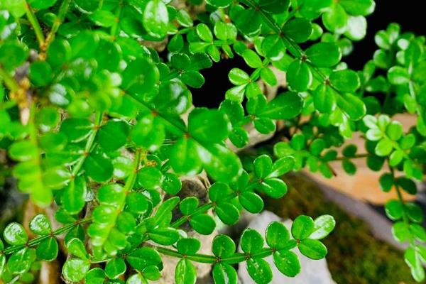 清香木的养殖方法,不需要太勤的浇水