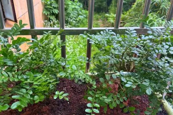 清香木的养殖方法,不需要太勤的浇水