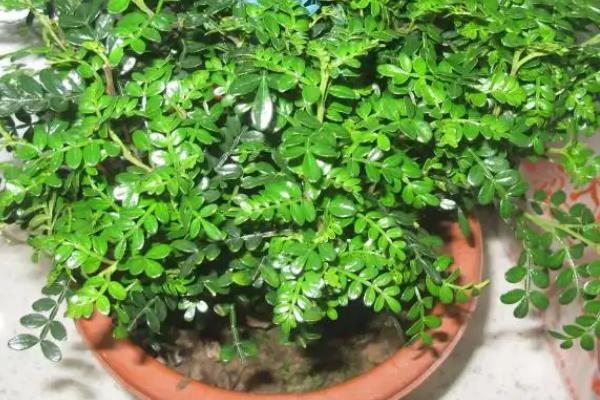 清香木的养殖方法,不需要太勤的浇水