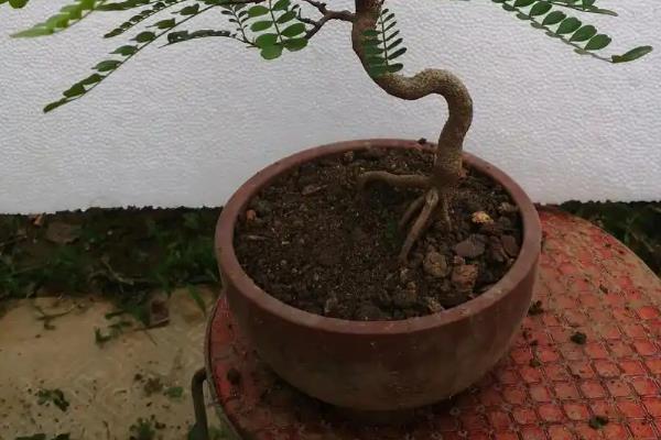 清香木的养殖方法,不需要太勤的浇水