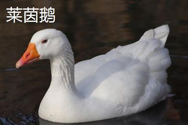 鹅头上的包是什么，叫肉瘤