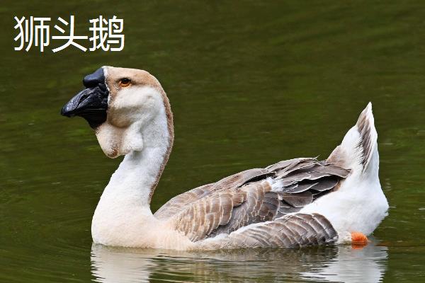 鹅头上的包是什么，叫肉瘤