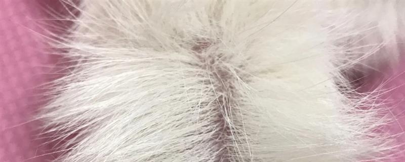 猫咪为什么出现油尾巴，通常是激素分泌旺盛、内分泌失调等原因造成