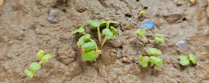 种子发芽后徒长如何处理，采取增加光照、减少浇水等措施可以补救