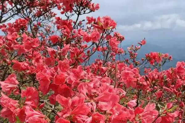 杜鹃花的开放时间，因品种、地区等条件而异
