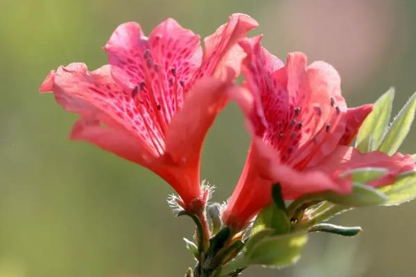 杜鹃花的开放时间，因品种、地区等条件而异