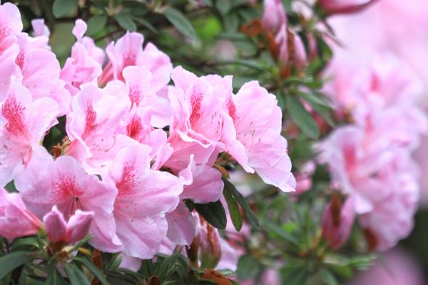 杜鹃花的开放时间，因品种、地区等条件而异