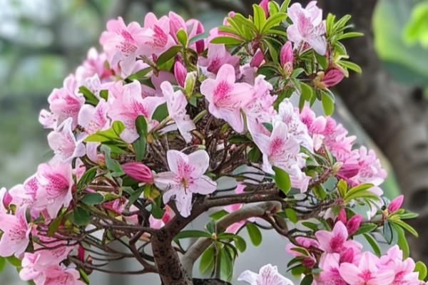 杜鹃花的开放时间，因品种、地区等条件而异