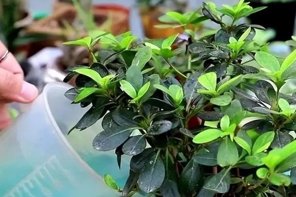 杜鹃花的开放时间，因品种、地区等条件而异