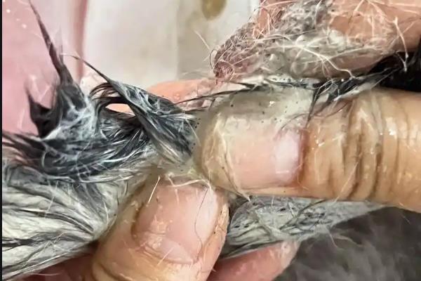 猫咪为什么出现油尾巴,通常是激素分泌旺盛、内分泌失调等原因造成