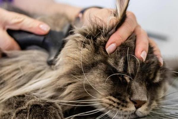 猫咪为什么出现油尾巴,通常是激素分泌旺盛、内分泌失调等原因造成