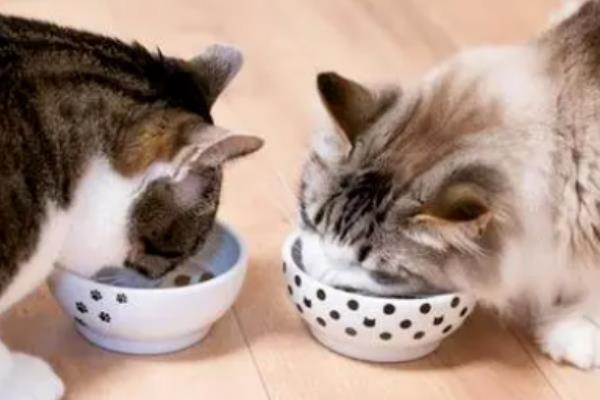 猫咪为什么出现油尾巴,通常是激素分泌旺盛、内分泌失调等原因造成