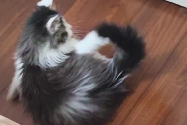 猫咪为什么出现油尾巴,通常是激素分泌旺盛、内分泌失调等原因造成