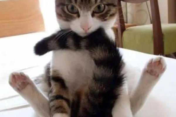 猫咪为什么出现油尾巴,通常是激素分泌旺盛、内分泌失调等原因造成