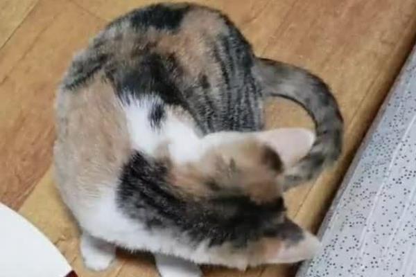 猫咪为什么出现油尾巴,通常是激素分泌旺盛、内分泌失调等原因造成