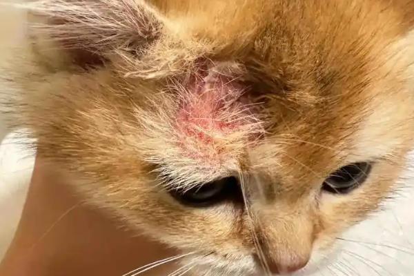 猫咪为什么出现油尾巴,通常是激素分泌旺盛、内分泌失调等原因造成