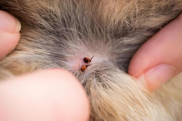 猫咪为什么出现油尾巴,通常是激素分泌旺盛、内分泌失调等原因造成