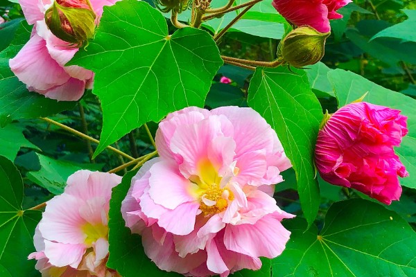 木芙蓉花的寓意,寓意吉祥富贵、纯洁美丽等