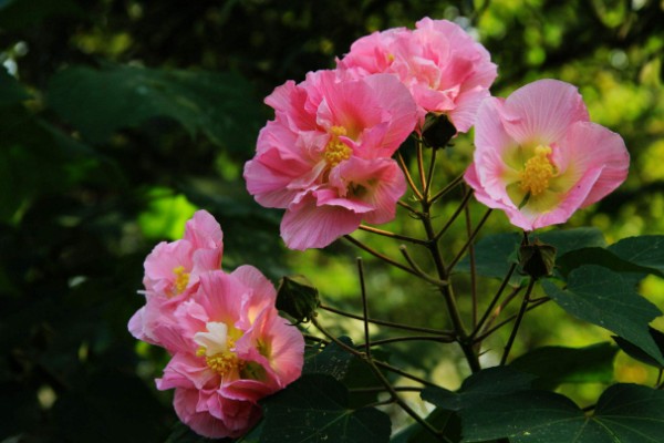 木芙蓉花的寓意,寓意吉祥富贵、纯洁美丽等