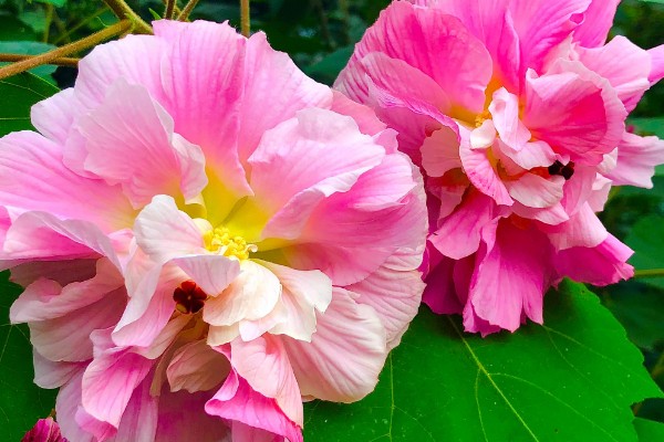 木芙蓉花的寓意,寓意吉祥富贵、纯洁美丽等