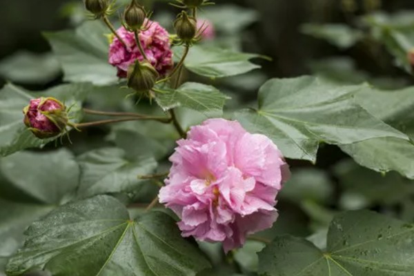 木芙蓉花的寓意,寓意吉祥富贵、纯洁美丽等