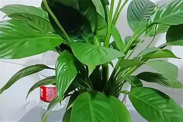 白掌怎么水培，每隔7-10天换一次水