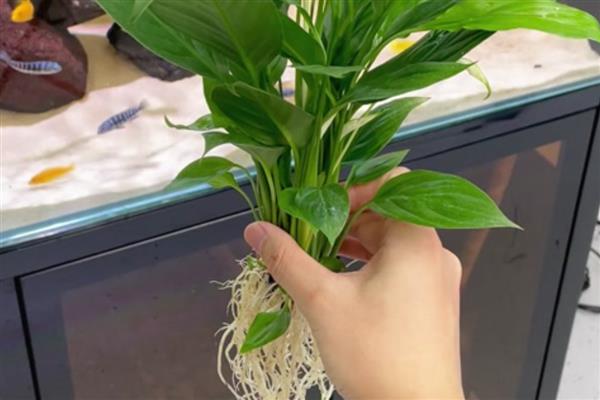 白掌怎么水培，每隔7-10天换一次水