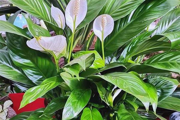 白掌怎么水培，每隔7-10天换一次水