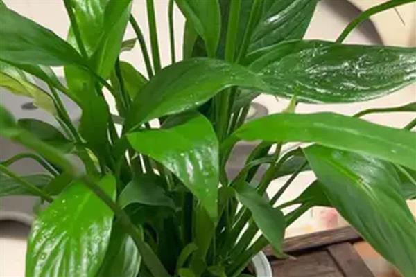 白掌怎么水培，每隔7-10天换一次水