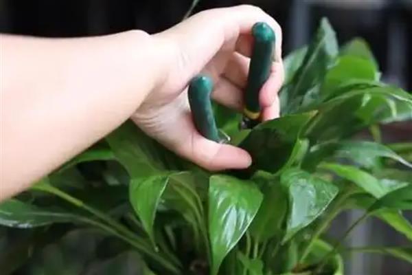 白掌怎么水培，每隔7-10天换一次水