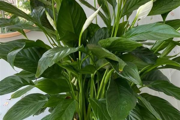 白掌怎么水培，每隔7-10天换一次水